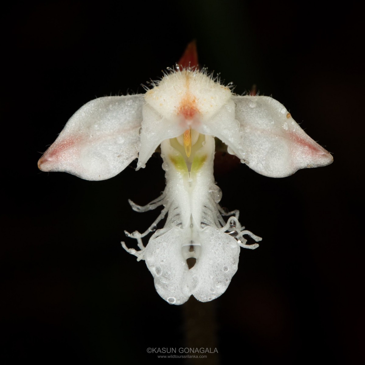 Anoectochilus regalis Blume